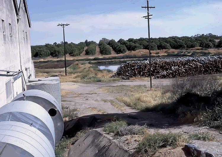 1965 - Woodstacks and Lily Ponds