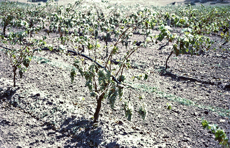 1974 - Barossa Downy Mildew