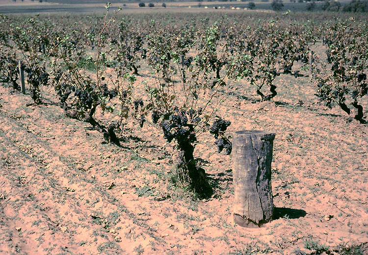 1974 - Barossa Downy Mildew